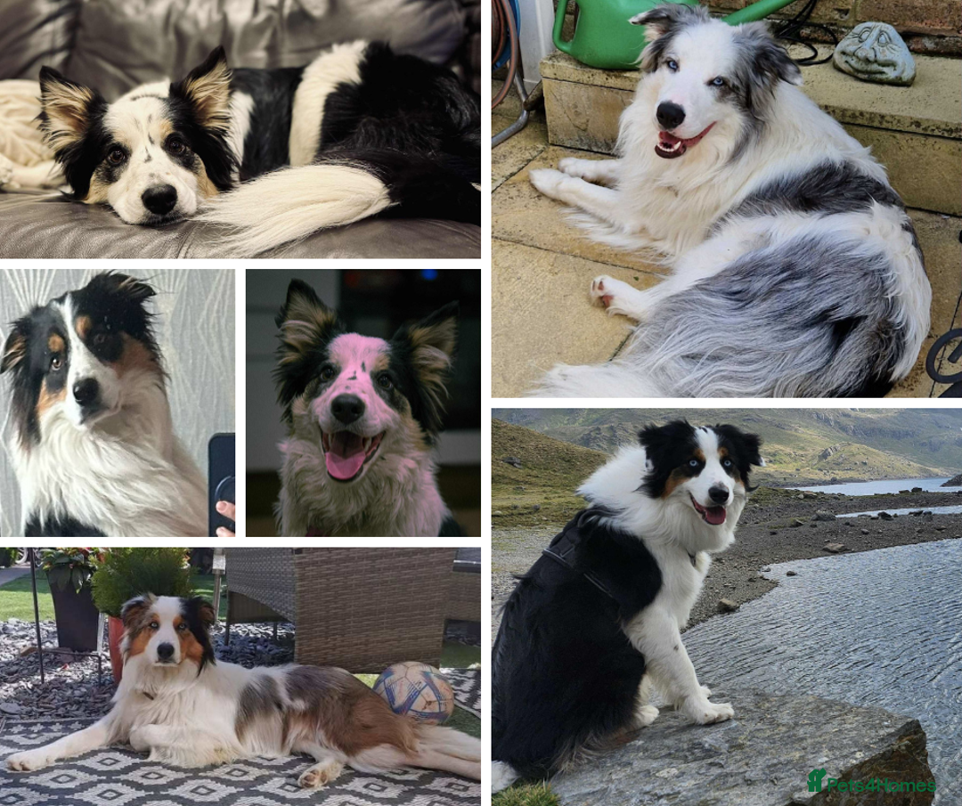 Border Collie dogs for sale: Merle Blue Eye KC Registered Border Collie Puppies - Image 11