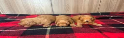 Cockapoo dogs for sale: Bella’s beautiful cockatoo puppies - Advert 8