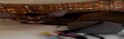 Abyssinian cats for sale: Pure Abyssinian available  - Advert 7