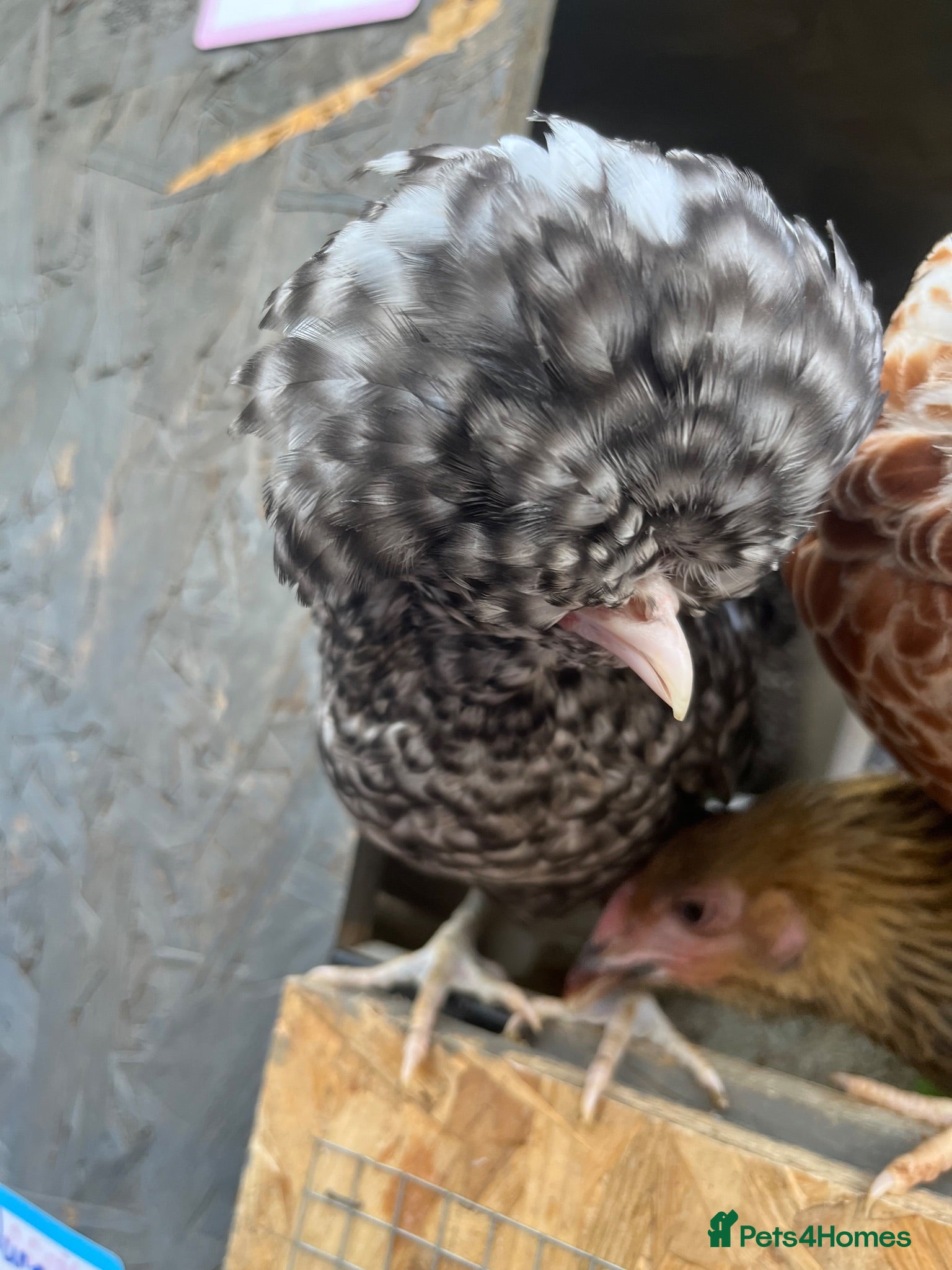 Chickens poultry Polish Pullets, and cross pullets - Advert 12