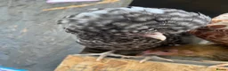 Chickens poultry for sale: Polish Pullets, and cross pullets - Advert 4