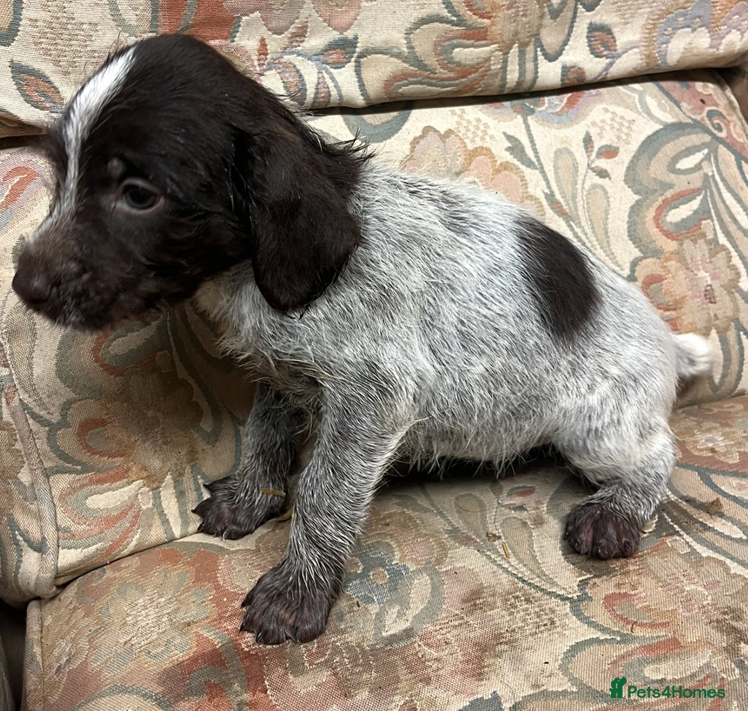 German Wirehaired Pointer dogs for sale: Gorgeous GWP Puppies  - Advert 11