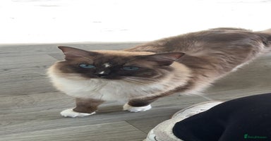 Ragdoll cats - Advert 4