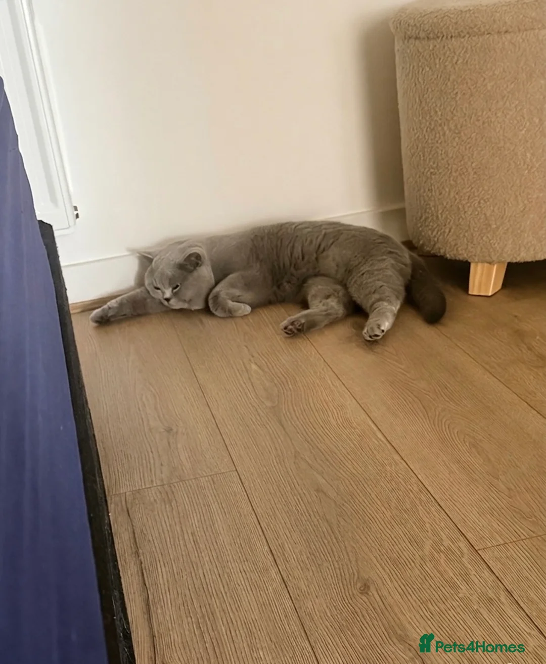 British Shorthair cats for stud: ✨ BSH Blue Carrier of Cinnamon and Fawn 🐾👑 - Advert 2