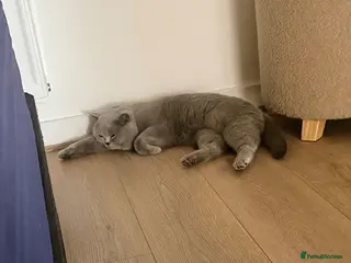 British Shorthair cats โจ BSH Blue Carrier of Cinnamon and Fawn ๐พ๐ - Advert 1