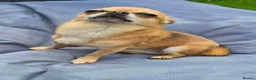 Chihuahua dogs for sale: Male chihuahua 3 years old  - Advert 2