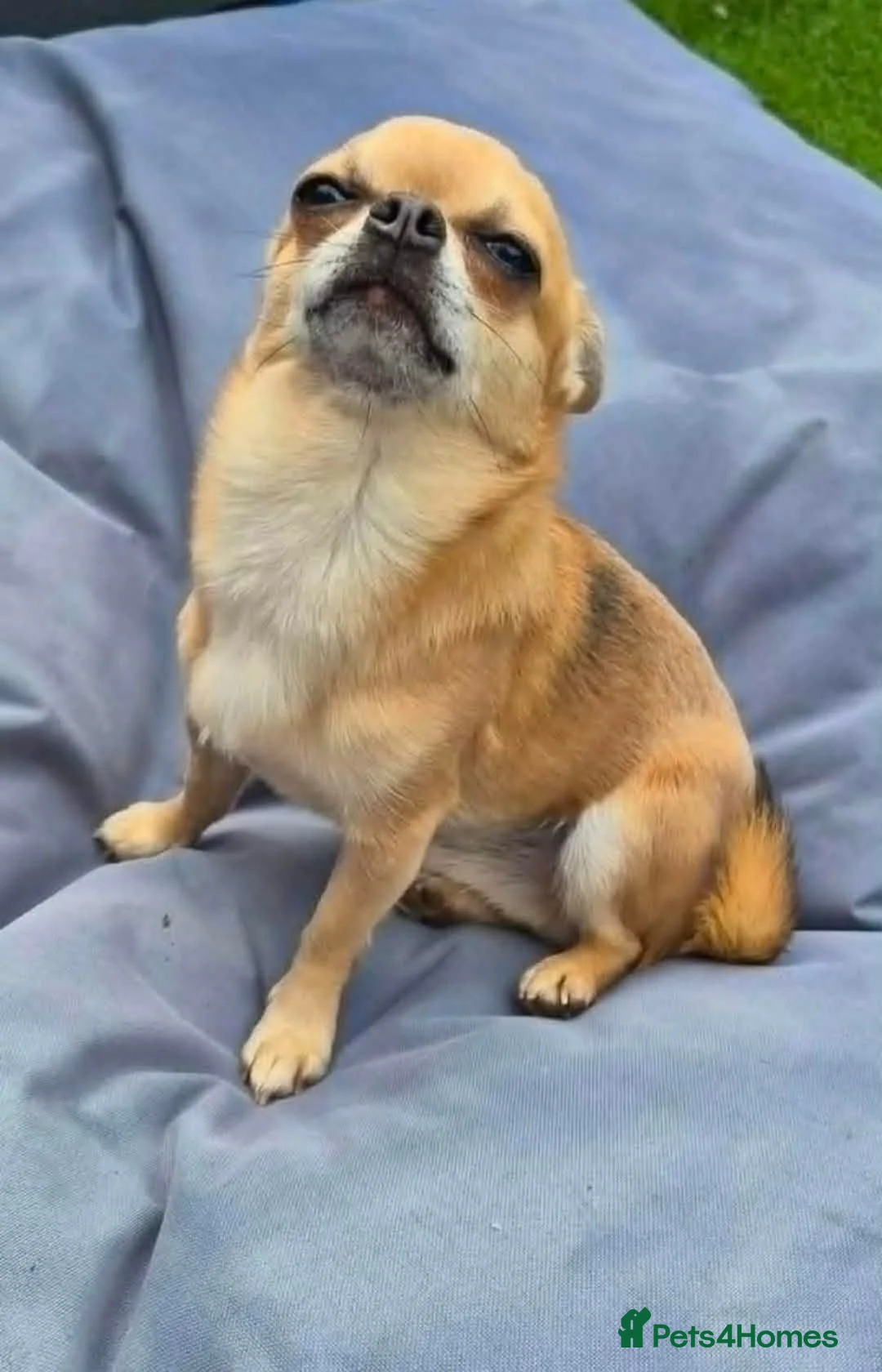 Chihuahua dogs for sale: Male chihuahua 3 years old  - Advert 2