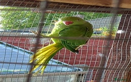 Parakeets birds for sale: Indian ringneck parakeet for sale £100 each - Image 2