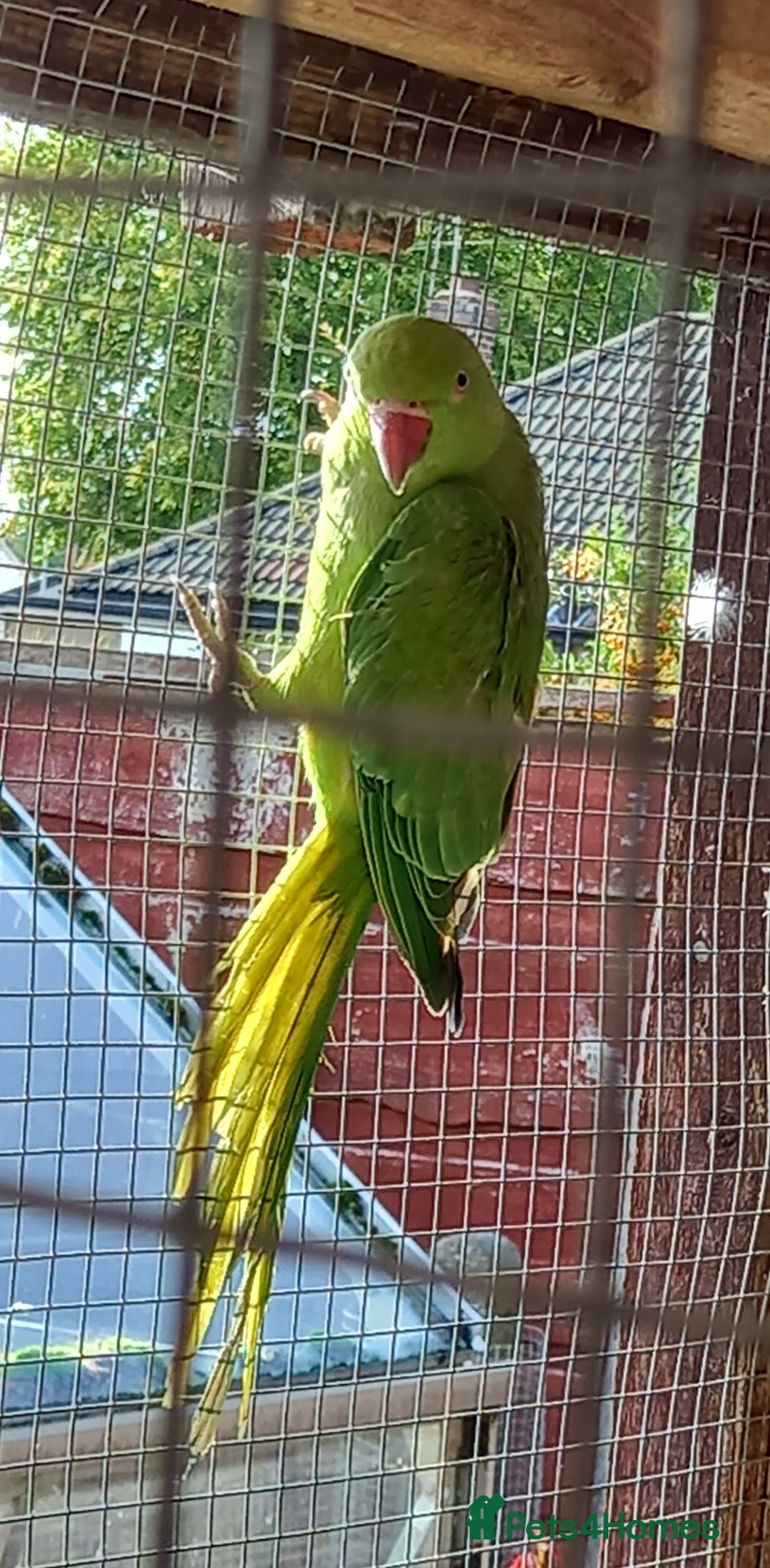 Parakeets birds for sale: Indian ringneck parakeet for sale £100 each - Image 2