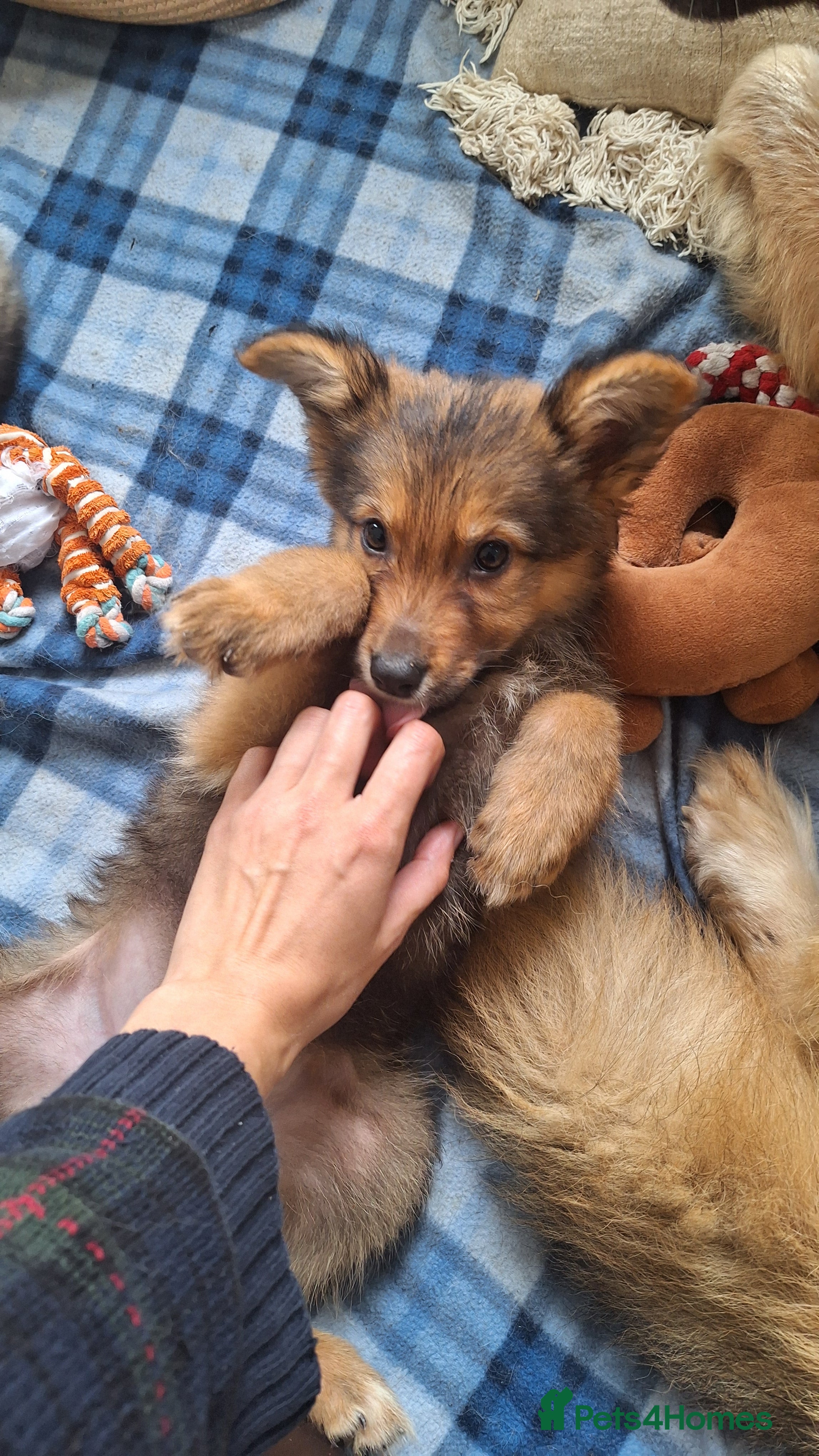 Mixed Breed dogs Shollie Pups - Advert 2