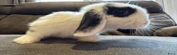Mini Lop rabbits for sale: Pure Breed Mini Lop Babies  - Advert 11