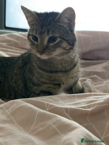 American Shorthair cats 2 beautiful tabbys ** - Advert 1