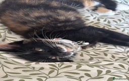 British Shorthair cats for sale:  Adorable Kitten Looking for Their Forever Homes! - Image 3