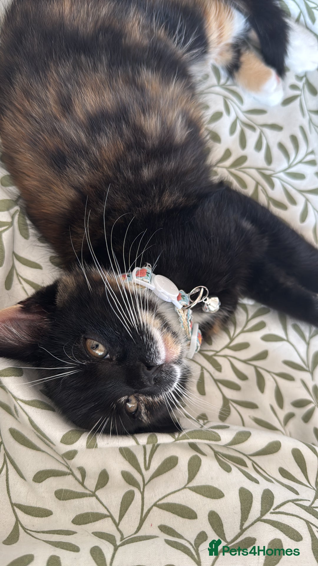 British Shorthair cats for sale:  Adorable Kitten Looking for Their Forever Homes! - Image 3