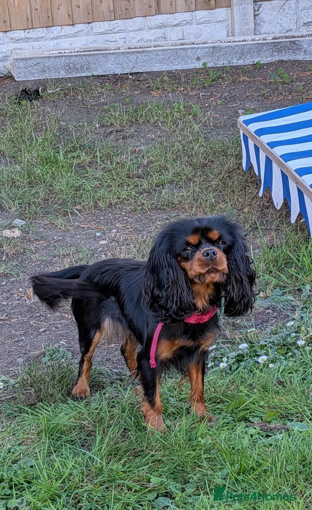 Cavalier King Charles Spaniel dogs for sale: Cavalier King Charles 2 Year Old Loving Female in Deeside - Advert 2
