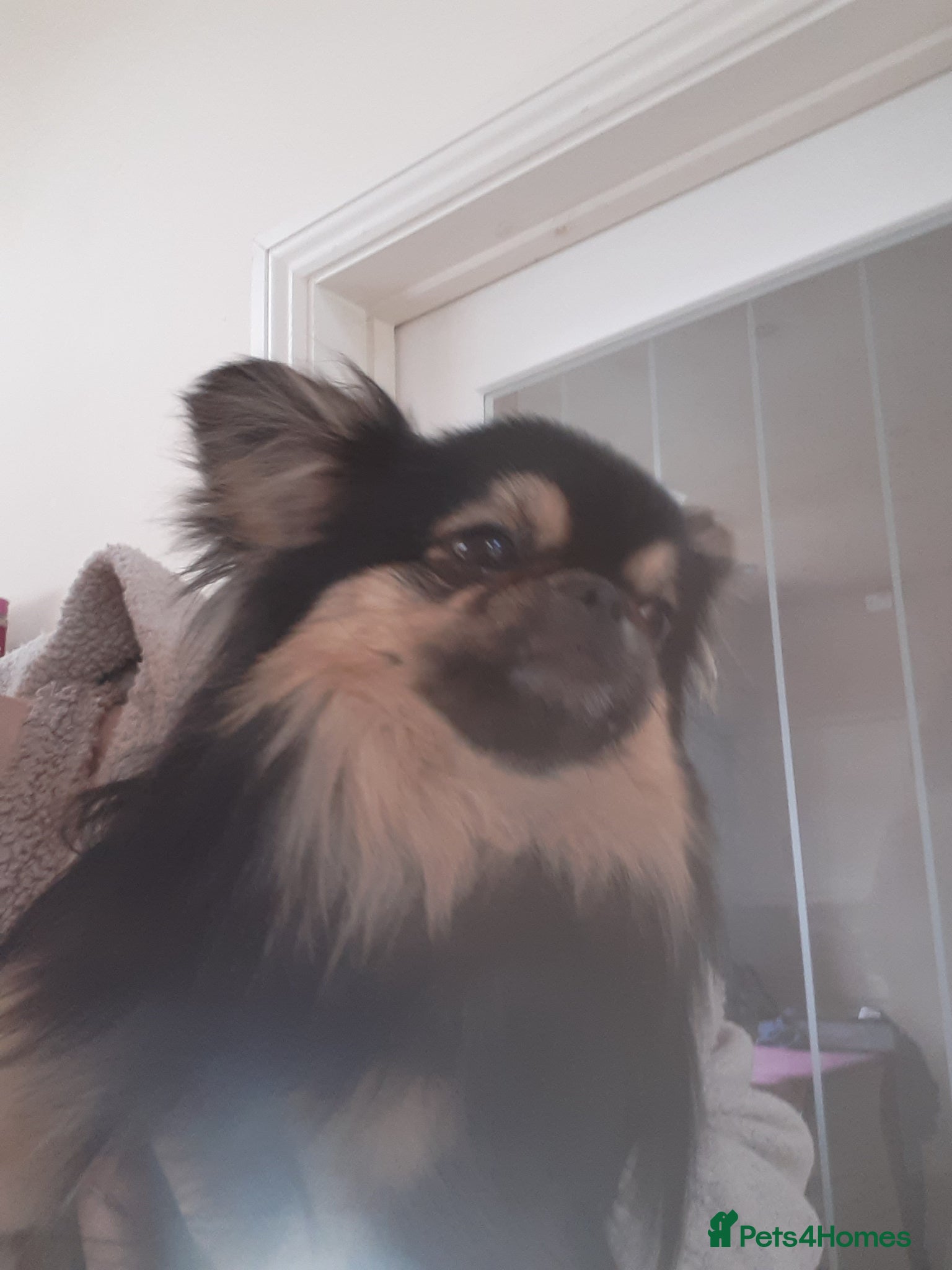 Mixed Breed dogs Russian chihuahua/pekingese - Advert 9