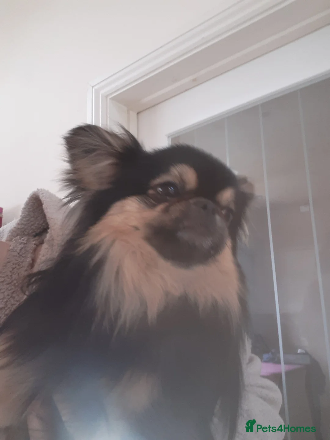 Mixed Breed dogs for sale: Russian chihuahua/pekingese in Morpeth - Advert 1