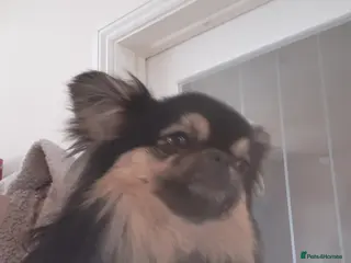 Mixed Breed dogs Russian chihuahua/pekingese - Advert 3