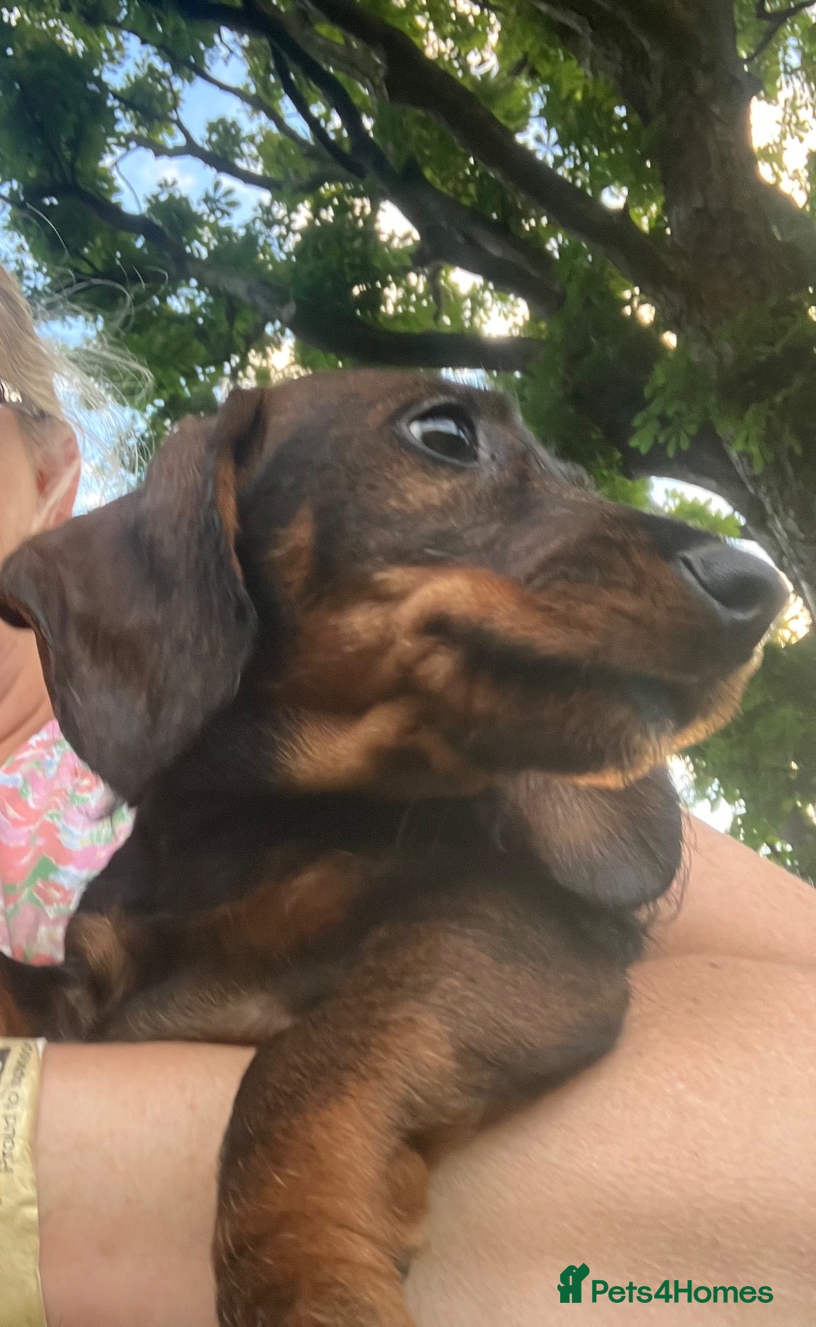 Dachshund dogs Kennel Club Reg Wirehaired Dachshund Teckel pups - Advert 2