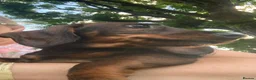 Dachshund dogs for sale: Kennel Club Reg Wirehaired Dachshund Teckel pups - Advert 24