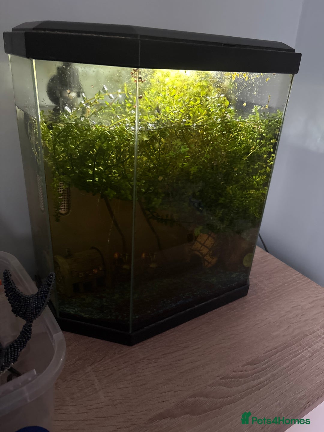 Catfish fish for sale: Two Catfish - Advert 3