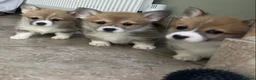 Welsh Corgi Pembroke dogs for sale: Pembroke Corgi puppies in Stoke-on-Trent - Advert 11