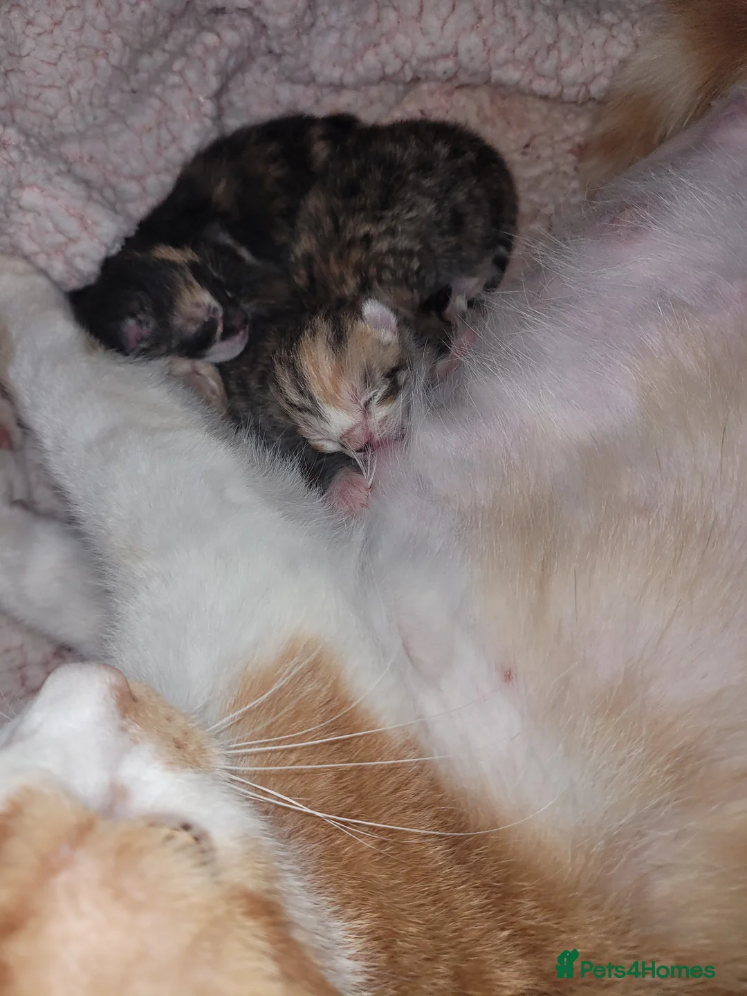 Mixed Breed cats for sale: 6 beautiful kittens  - Advert 2