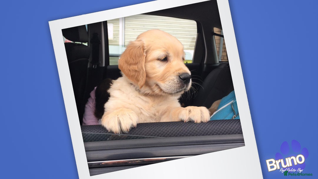 Golden Retriever dogs for stud: KCReg Well Proven Golden Stud, Health & DNA Tested in Wilmslow - Image 17