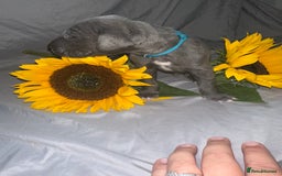 Great Dane dogs for sale: KC Registered Great Dane Puppies. - Image 7