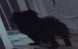 Pomeranian dogs for sale: 5 month old Pomeranian  - Image 5