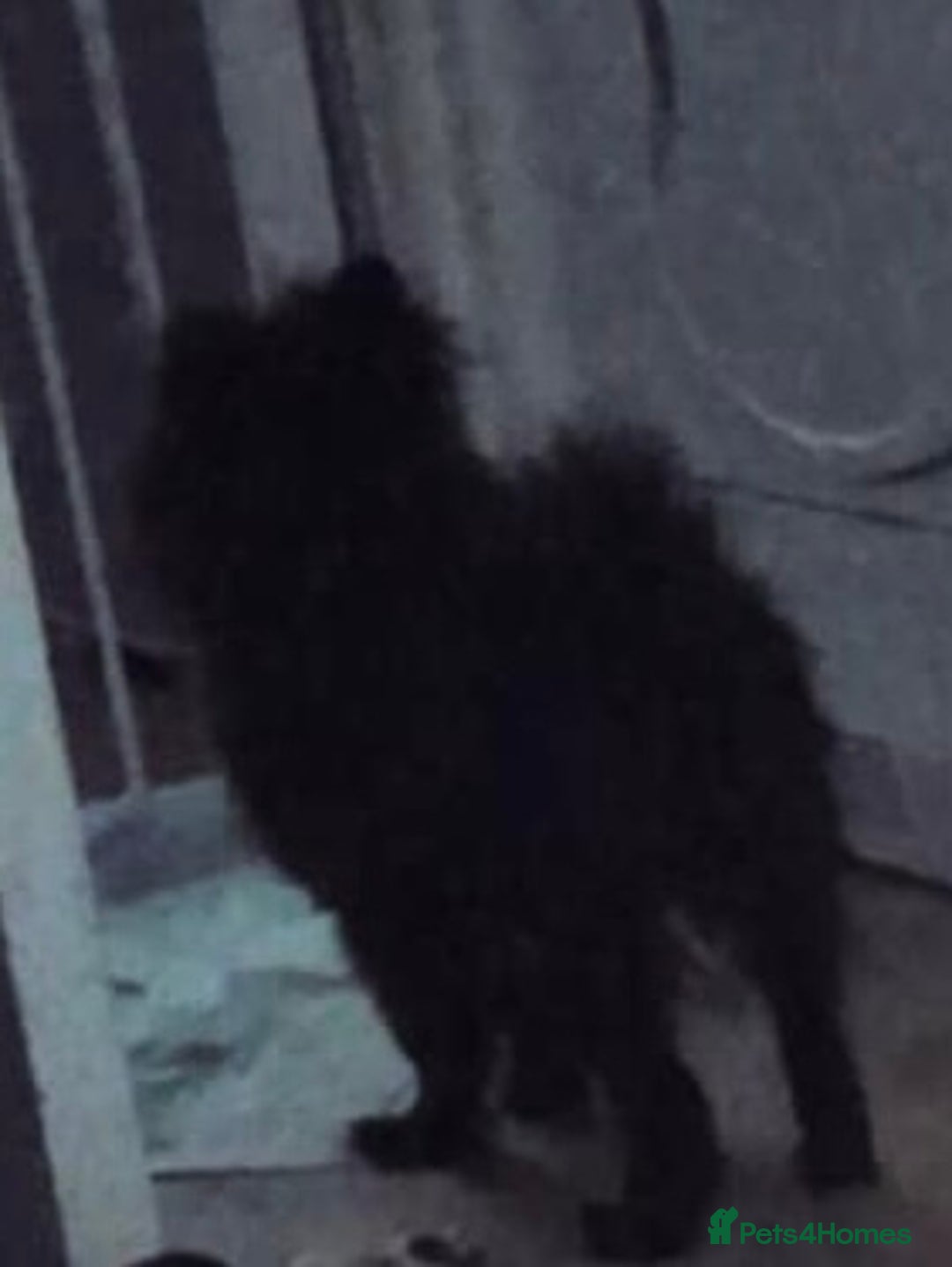 Pomeranian dogs for sale: 5 month old Pomeranian  - Image 5