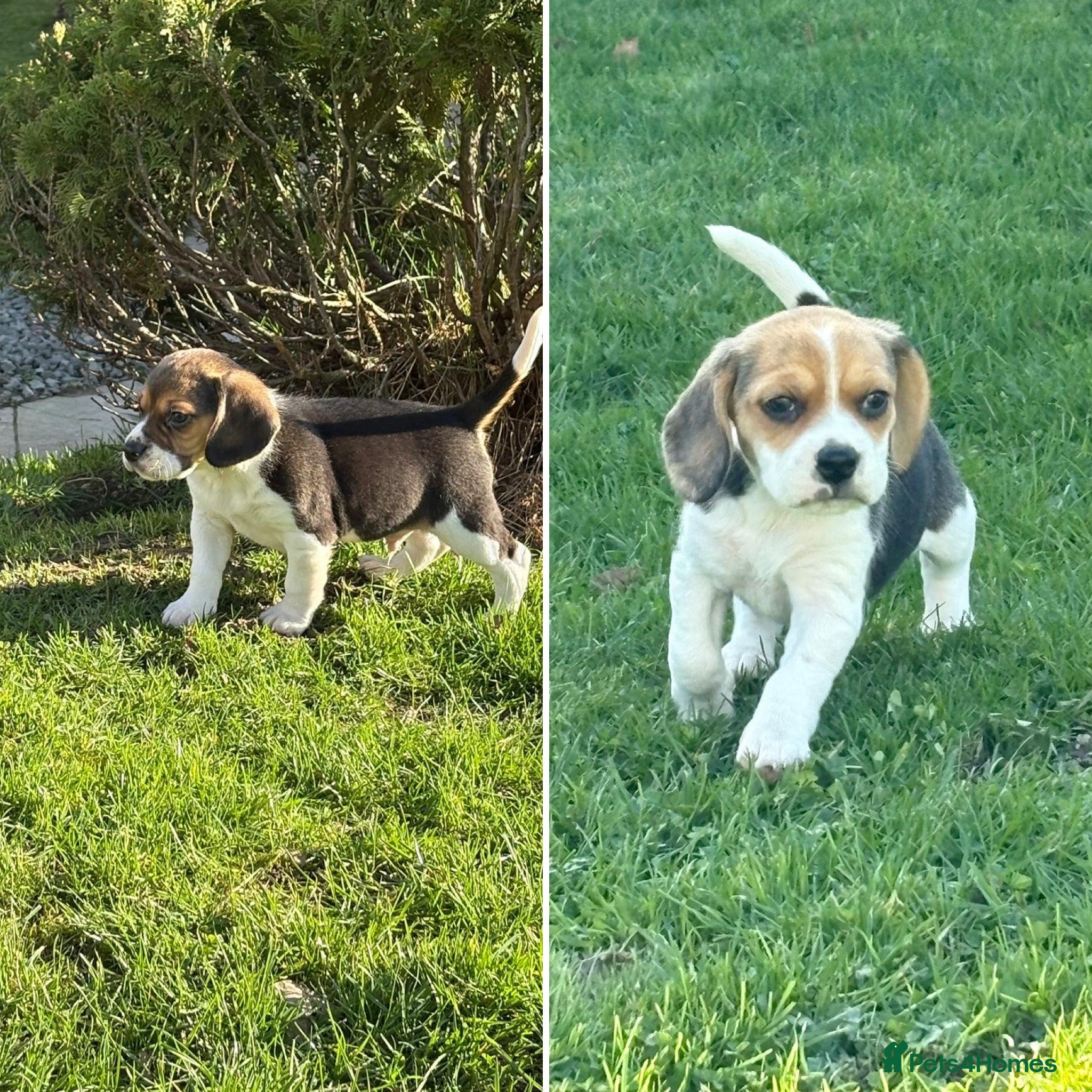 Beagle dogs 🌟For Sale 3 Beautiful Beagle Puppies🌟   - Advert 5