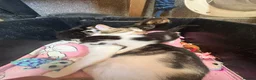 Mixed Breed cats for sale: Beautiful kittens for sale  - Advert 5