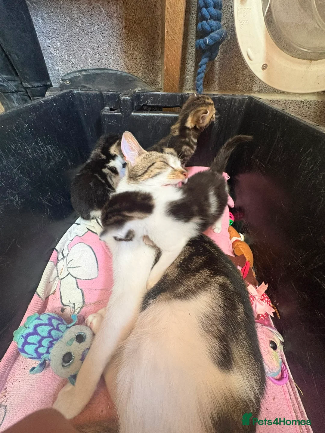 Mixed Breed cats for sale: Beautiful kittens for sale  - Advert 5
