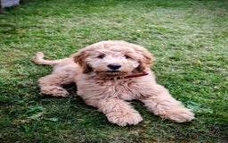 Goldendoodle dogs for sale: Goldendoodle fabulous male puppy!  - Image 5