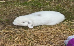 Mixed Breed rabbits for sale: Rabbit rescue  in Diss - Image 12