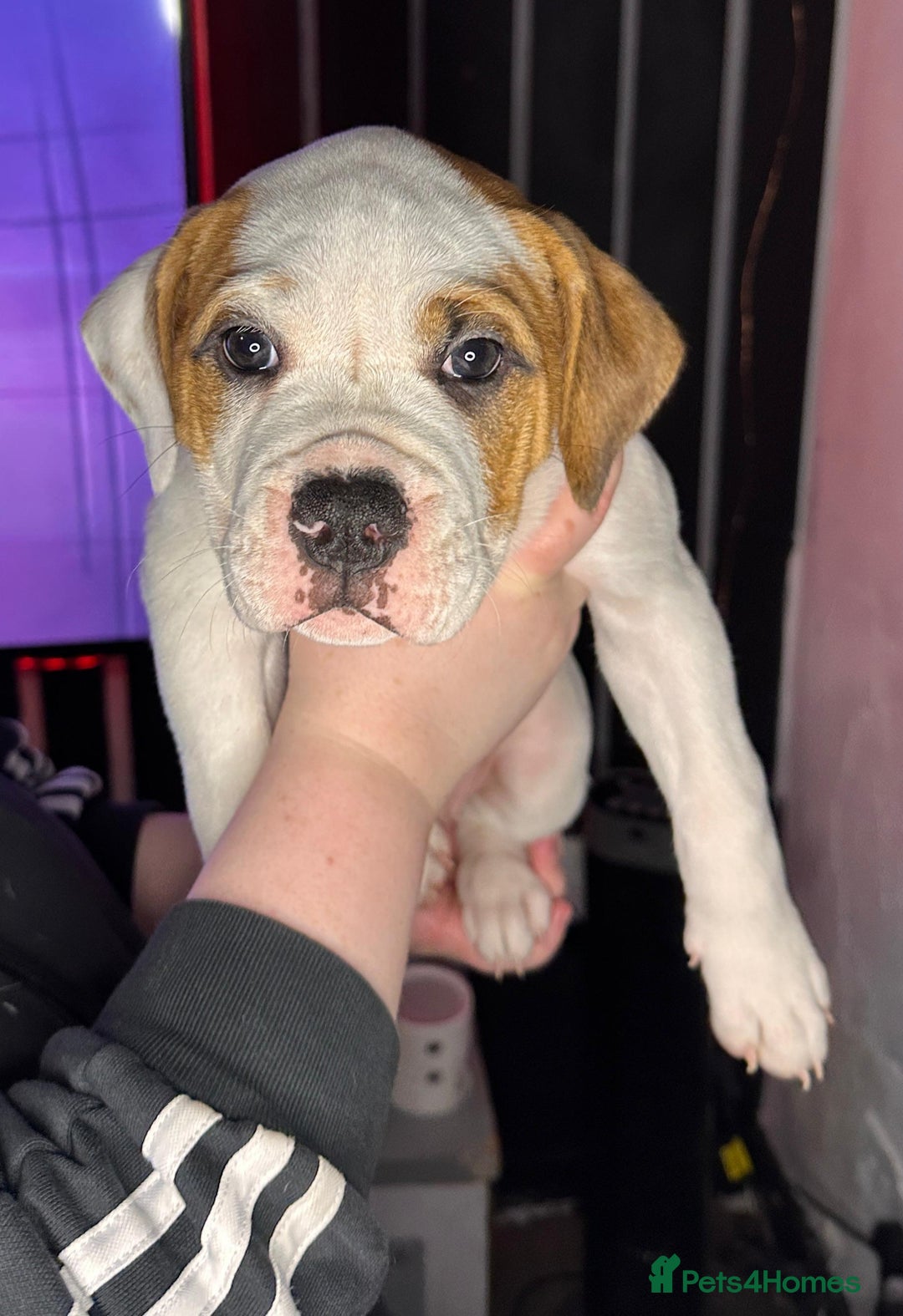American Bulldog dogs for sale: American Bulldog Puppies – Ready Now! - Image 9