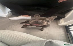 French Bulldog dogs for sale: 11 month old female french bulldog - Image 1