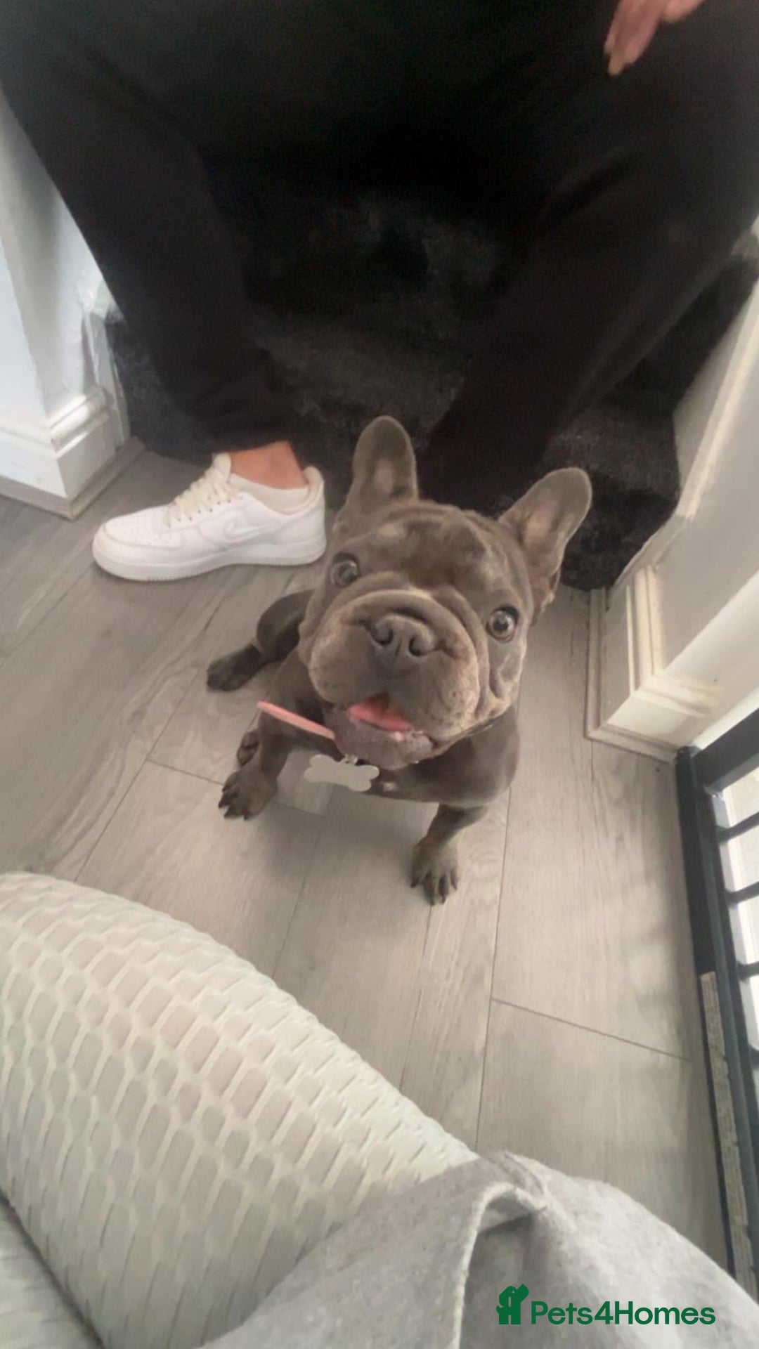 French Bulldog dogs for sale: 11 month old female french bulldog - Image 1