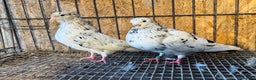 Pigeons birds for sale: BEAUTIFUL ALMOMD ROLLERS FOR SALE - Advert 9