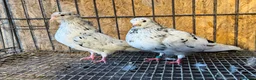 Pigeons birds for sale: BEAUTIFUL ALMOMD ROLLERS FOR SALE - Advert 9