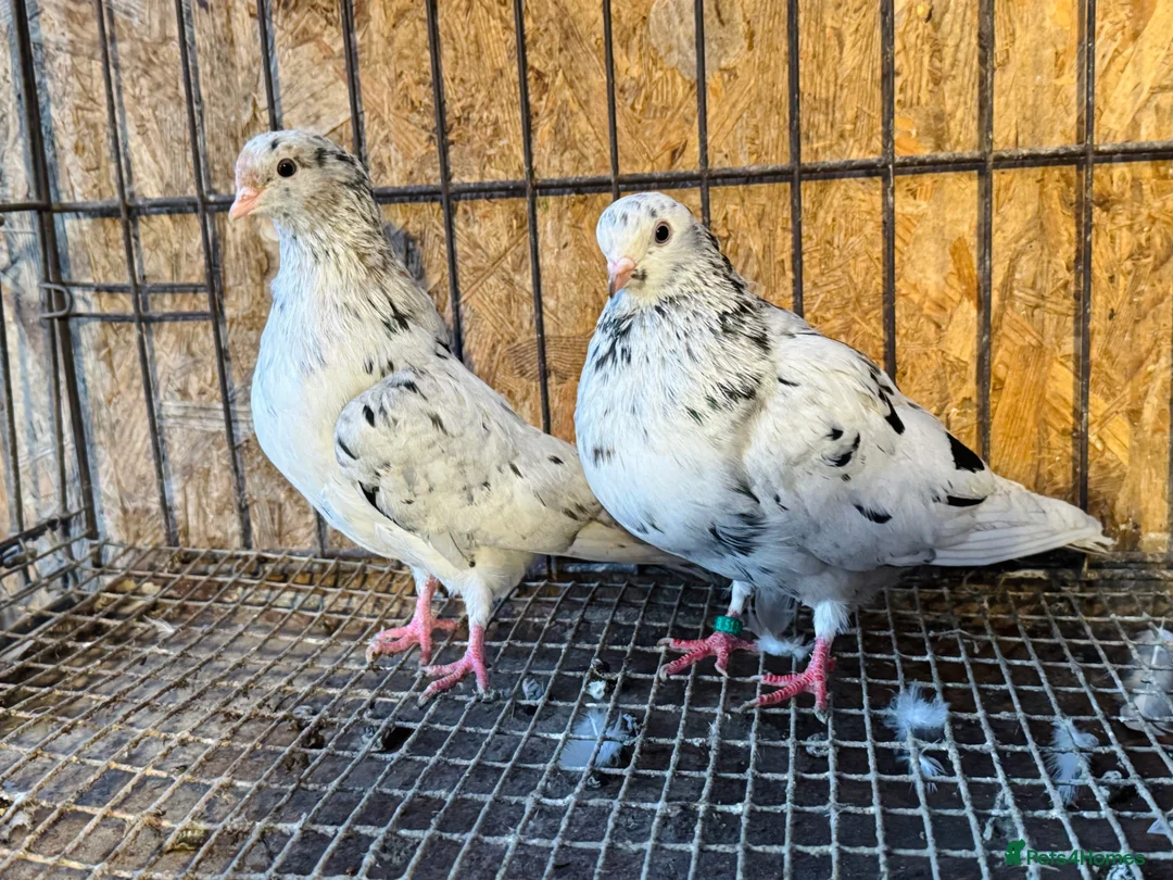 Pigeons birds for sale: BEAUTIFUL ALMOMD ROLLERS FOR SALE - Advert 9