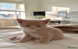 Mixed Breed cats for sale: 9 Week Old Kitten - Image 4