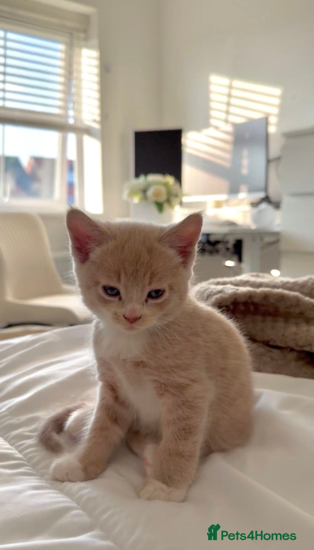 Mixed Breed cats for sale: 9 Week Old Kitten - Image 4