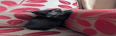 Mixed Breed 3