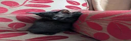 Mixed Breed cats for sale: Kittens for sale in Wisbech - Advert 4