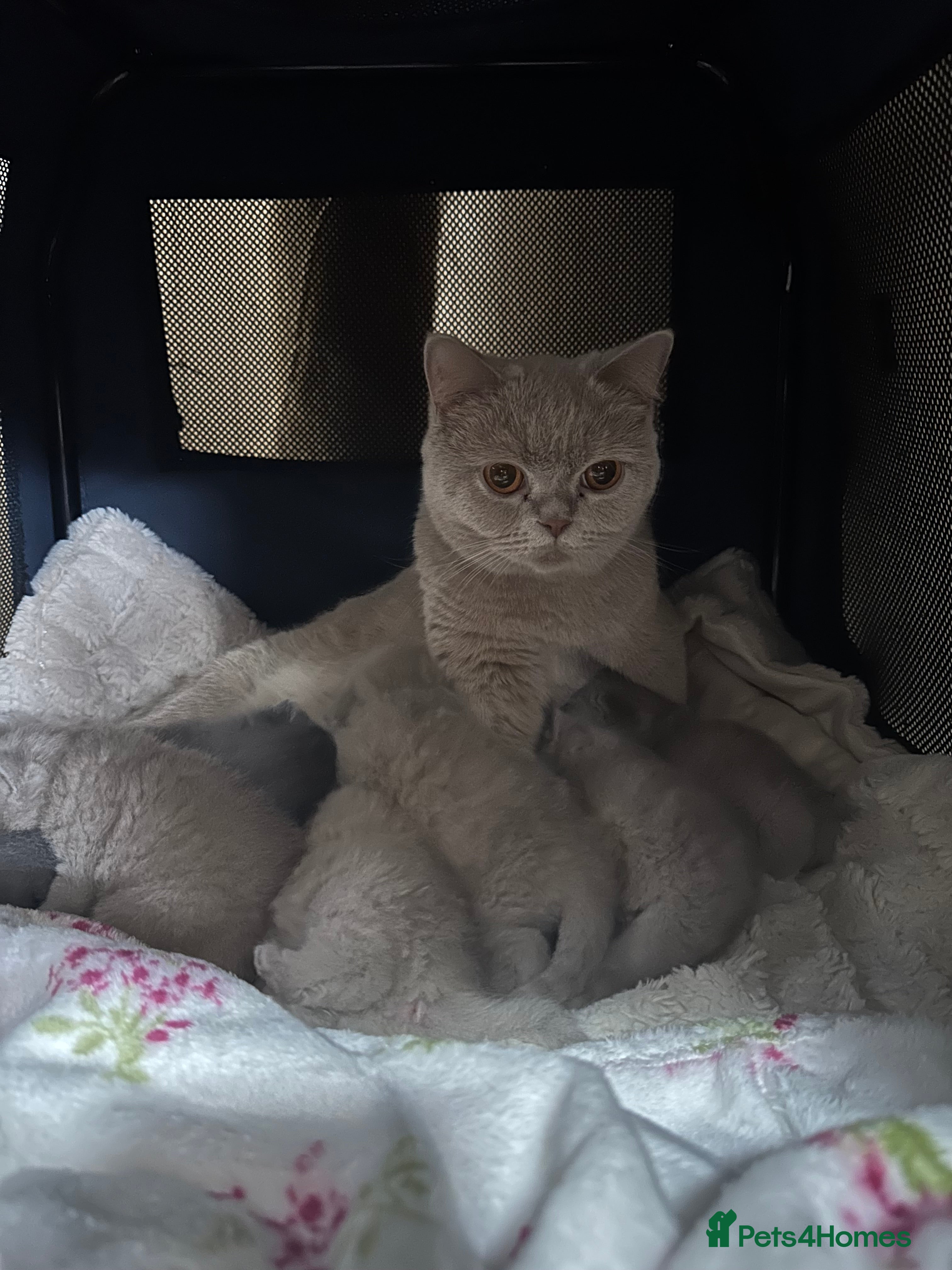 British Shorthair cats GCCF registered Kittens  - Advert 4