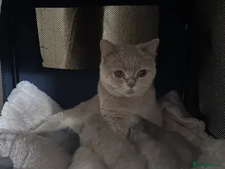 British Shorthair cats GCCF registered Kittens - Advert 4