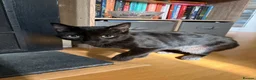 Mixed Breed cats for sale: Rehome Loki  in Tidworth - Advert 3