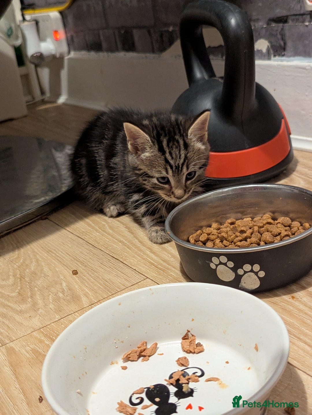 Bombay cats for sale: Beautiful kittens perfect for  **   ** s  - Advert 29